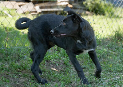 Lionell - verspielt, sehr bewegungsfreudig, liebt Spielsachen und Wasser, menschenbezogen, verschmust, Mischling (Video-Link vorhanden) - Rüde