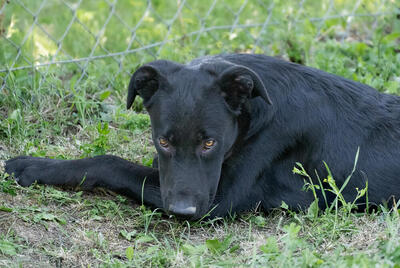 Lionell - verspielt, sehr bewegungsfreudig, liebt Spielsachen und Wasser, menschenbezogen, verschmust, Mischling (Video-Link vorhanden) - Rüde