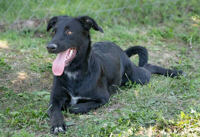 Lionell - verspielt, sehr bewegungsfreudig, liebt Spielsachen und Wasser, menschenbezogen, verschmust, Mischling (Video-Link vorhanden) - Rüde