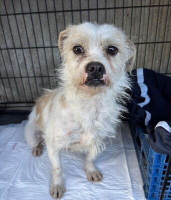 Liora, Mischling - Hündin