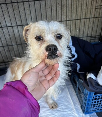 Liora, Mischling - Hündin