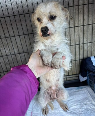 Liora, Mischling - Hündin