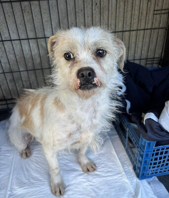 Liora, Mischling - Hündin