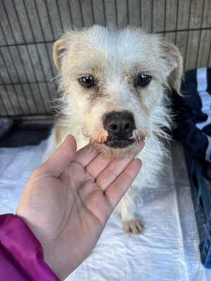 Liora, Mischling - Hündin