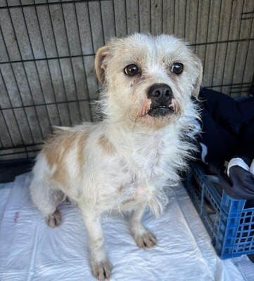 Liora, Mischling - Hündin