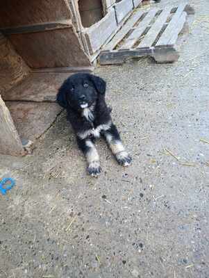 Liora, wenn Hoffnung ein Zuhause sucht, Mischling Welpen - Hündin