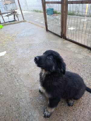 Liora, wenn Hoffnung ein Zuhause sucht, Mischling Welpen - Hündin