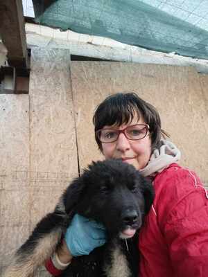 Liora, wenn Hoffnung ein Zuhause sucht, Mischling Welpen - Hündin