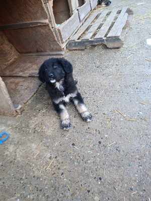 Liora, wenn Hoffnung ein Zuhause sucht, Mischling Welpen - Hündin