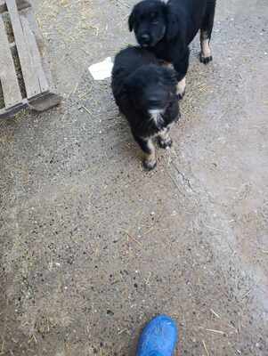 Liora, wenn Hoffnung ein Zuhause sucht, Mischling Welpen - Hündin