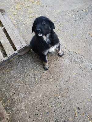 Liora, wenn Hoffnung ein Zuhause sucht, Mischling Welpen - Hündin