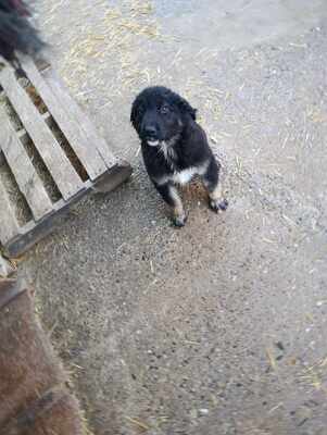 Liora, wenn Hoffnung ein Zuhause sucht, Mischling Welpen - Hündin