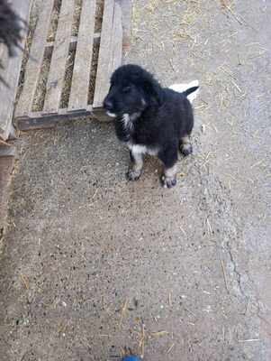 Liora, wenn Hoffnung ein Zuhause sucht, Mischling Welpen - Hündin