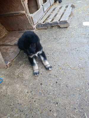 Liora, wenn Hoffnung ein Zuhause sucht, Mischling Welpen - Hündin