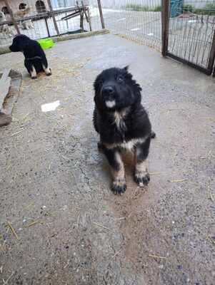 Liora, wenn Hoffnung ein Zuhause sucht, Mischling Welpen - Hündin