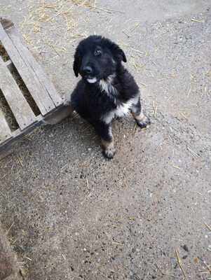 Liora, wenn Hoffnung ein Zuhause sucht, Mischling Welpen - Hündin