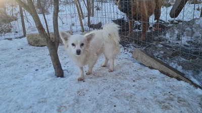 Lipiana – drinnen Kuschelmaus, draußen Rennsemmel 🐾💛, Chihuahua - Mischling - Hündin