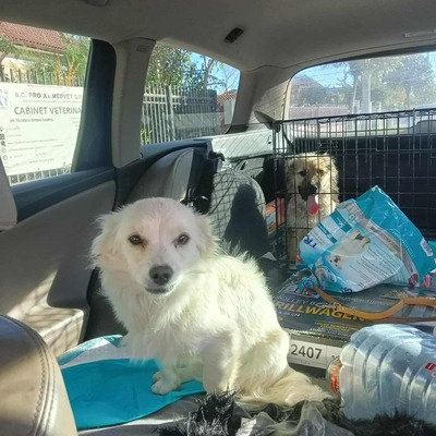 Lipiana – drinnen Kuschelmaus, draußen Rennsemmel 🐾💛, Chihuahua - Mischling - Hündin