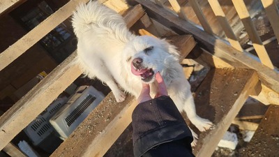 Lipiana – drinnen Kuschelmaus, draußen Rennsemmel 🐾💛, Chihuahua - Mischling - Hündin