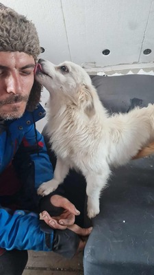 Lipiana – drinnen Kuschelmaus, draußen Rennsemmel 🐾💛, Chihuahua - Mischling - Hündin