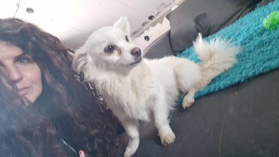 Lipiana – drinnen Kuschelmaus, draußen Rennsemmel 🐾💛, Chihuahua - Mischling - Hündin