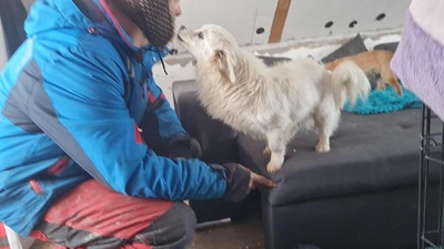 Lipiana – drinnen Kuschelmaus, draußen Rennsemmel 🐾💛, Chihuahua - Mischling - Hündin