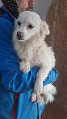 Lipiana – drinnen Kuschelmaus, draußen Rennsemmel 🐾💛, Chihuahua - Mischling - Hündin