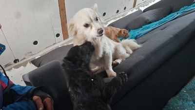 Lipiana – drinnen Kuschelmaus, draußen Rennsemmel 🐾💛, Chihuahua - Mischling - Hündin