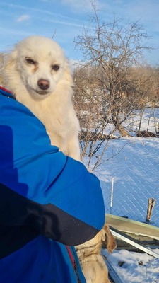 Lipiana – drinnen Kuschelmaus, draußen Rennsemmel 🐾💛, Chihuahua - Mischling - Hündin
