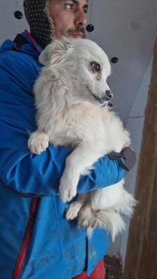 Lipiana – drinnen Kuschelmaus, draußen Rennsemmel 🐾💛, Chihuahua - Mischling - Hündin