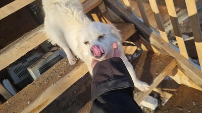 Lipiana – drinnen Kuschelmaus, draußen Rennsemmel 🐾💛, Chihuahua - Mischling - Hündin