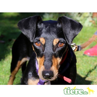 Lira, Dackel-Mix - Hündin