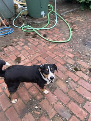 Lisa, Appenzeller Sennenhund - Hündin