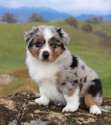 Lisa - Australian Shepherd Welpe
