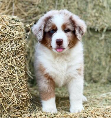 Lisa - Australian Shepherd Welpe, Australian Shepherd Welpen - Hündin