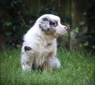 Lisa - Australian Shepherd Welpe, Australian Shepherd Welpen - Hündin