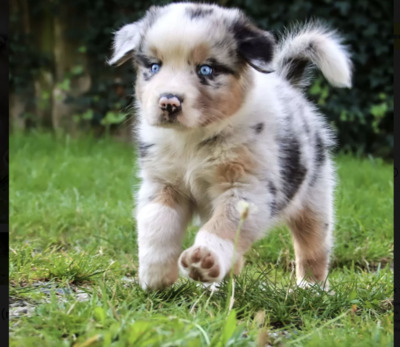 Lisa - Australian Shepherd Welpe, Australian Shepherd Welpen - Hündin