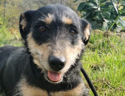 Lisa, Bracken-Schnauzer-Mischling - Hündin