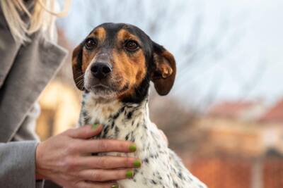Lisa, Jack Russell Mischling - Hündin