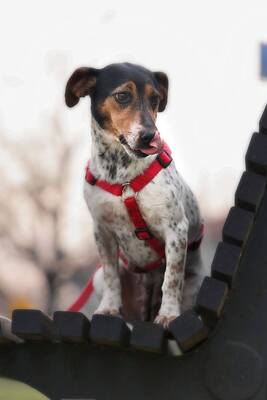 Lisa, Jack Russell Mischling - Hündin