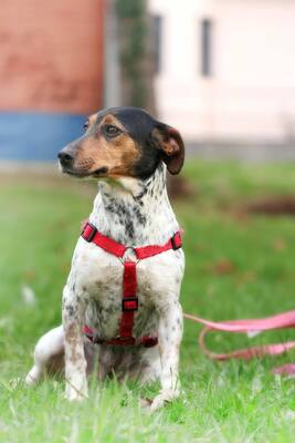Lisa, Jack Russell Mischling - Hündin
