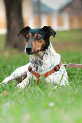 Lisa, Jack Russell Mischling - Hündin