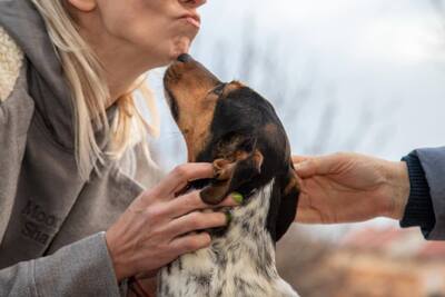 Lisa, Jack Russell Mischling - Hündin