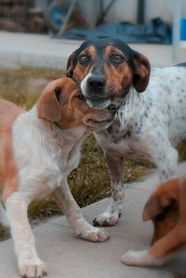 Lisa, Jack Russell Mischling - Hündin