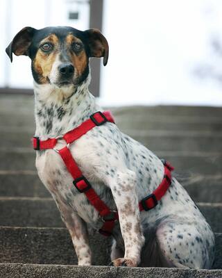 Lisa, Jack Russell Mischling - Hündin