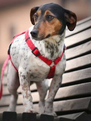 Lisa, Jack Russell Mischling - Hündin