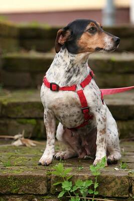 Lisa, Jack Russell Mischling - Hündin