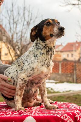 Lisa, Jack Russell Mischling - Hündin