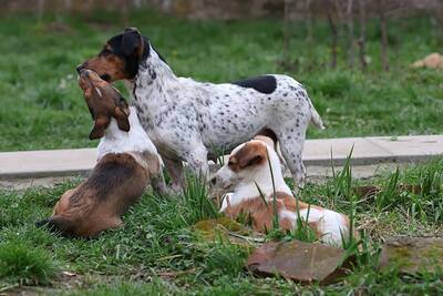 Lisa, Jack Russell Mischling - Hündin