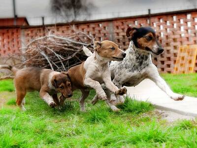 Lisa, Jack Russell Mischling - Hündin